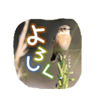 野鳥好きのためのスタンプ #01日常（個別スタンプ：2）