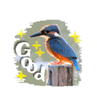 野鳥好きのためのスタンプ #01日常（個別スタンプ：3）