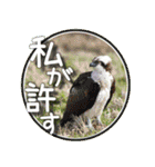 野鳥好きのためのスタンプ #01日常（個別スタンプ：4）