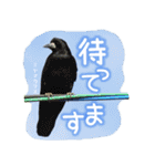 野鳥好きのためのスタンプ #01日常（個別スタンプ：5）