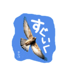 野鳥好きのためのスタンプ #01日常（個別スタンプ：6）