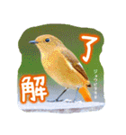 野鳥好きのためのスタンプ #01日常（個別スタンプ：8）