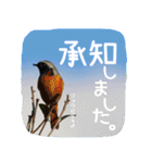野鳥好きのためのスタンプ #01日常（個別スタンプ：9）