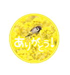 野鳥好きのためのスタンプ #01日常（個別スタンプ：10）