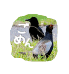 野鳥好きのためのスタンプ #01日常（個別スタンプ：11）