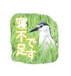 野鳥好きのためのスタンプ #01日常（個別スタンプ：12）