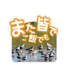 野鳥好きのためのスタンプ #01日常（個別スタンプ：13）
