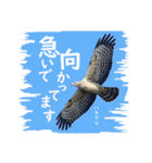 野鳥好きのためのスタンプ #01日常（個別スタンプ：14）