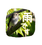 野鳥好きのためのスタンプ #01日常（個別スタンプ：15）