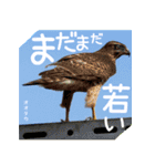 野鳥好きのためのスタンプ #01日常（個別スタンプ：16）