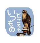 野鳥好きのためのスタンプ #01日常（個別スタンプ：19）