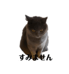 ウチの猫ズ（個別スタンプ：4）