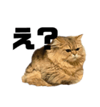ウチの猫ズ（個別スタンプ：7）