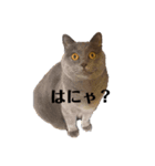 ウチの猫ズ（個別スタンプ：8）