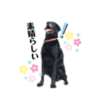 愛犬ころんのスタンプ3（個別スタンプ：4）