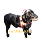 愛犬ころんのスタンプ3（個別スタンプ：5）