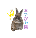 みにうさぎのちょこちゃん②（個別スタンプ：1）