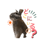 みにうさぎのちょこちゃん②（個別スタンプ：5）