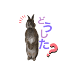 みにうさぎのちょこちゃん②（個別スタンプ：8）