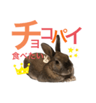 みにうさぎのちょこちゃん②（個別スタンプ：10）