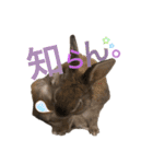 みにうさぎのちょこちゃん②（個別スタンプ：11）