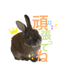 みにうさぎのちょこちゃん②（個別スタンプ：12）