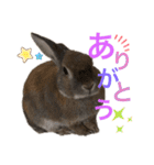 みにうさぎのちょこちゃん②（個別スタンプ：13）