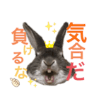 みにうさぎのちょこちゃん②（個別スタンプ：14）