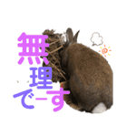みにうさぎのちょこちゃん②（個別スタンプ：17）