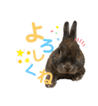 みにうさぎのちょこちゃん②（個別スタンプ：18）