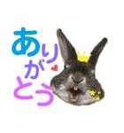 みにうさぎのちょこちゃん②（個別スタンプ：19）