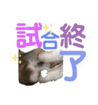 みにうさぎのちょこちゃん②（個別スタンプ：20）