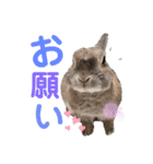 みにうさぎのちょこちゃん②（個別スタンプ：21）