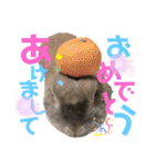 みにうさぎのちょこちゃん②（個別スタンプ：25）