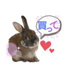 みにうさぎのちょこちゃん②（個別スタンプ：27）