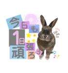 みにうさぎのちょこちゃん②（個別スタンプ：29）