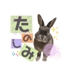 みにうさぎのちょこちゃん②（個別スタンプ：30）