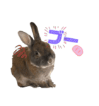 みにうさぎのちょこちゃん②（個別スタンプ：31）