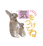 みにうさぎのちょこちゃん②（個別スタンプ：36）