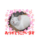 ゴマアイドル（個別スタンプ：6）