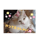 ゴマアイドル（個別スタンプ：9）