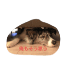 シャルドネ ザ ドッグ（個別スタンプ：16）