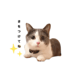 ジジキキスタンプ（個別スタンプ：15）