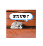 ジジキキスタンプ（個別スタンプ：19）