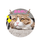 ジジキキスタンプ（個別スタンプ：24）