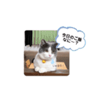 ジジキキスタンプ（個別スタンプ：25）