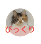 三毛猫みいさん calico cat（個別スタンプ：1）