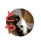三毛猫みいさん calico cat（個別スタンプ：2）