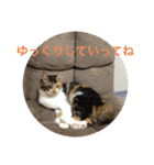 三毛猫みいさん calico cat（個別スタンプ：3）