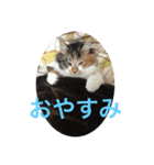 三毛猫みいさん calico cat（個別スタンプ：4）